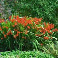 'Lucifer' Montbretia -Great Garden Plants Shop 392 1137 popup sw
