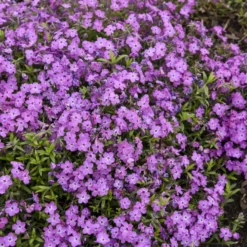 'Rose Sprite' Hybrid Spring Phlox -Great Garden Plants Shop 39b557cd0d5b705709365772c97fa006