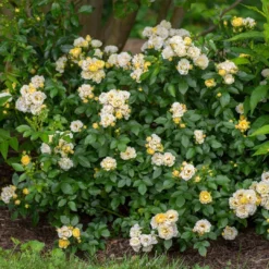 Popcorn Drift® Rose -Great Garden Plants Shop 3 8d7de02e 2904 4b12 9aa9 60b98f6b6d12