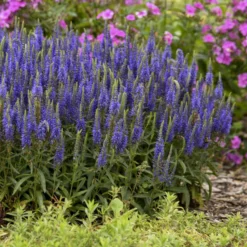 Magic Show® 'Wizard Of Ahhs' Spike Speedwell 8 Magic Show® 'Wizard Of Ahhs' Spike Speedwell -Great Garden Plants Shop 3d119fef4f97c8393c3b49baba2dc318