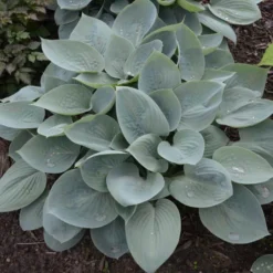 'Prairie Sky' Hosta -Great Garden Plants Shop 3d3d067f8e561d54b991429ad4fe642f