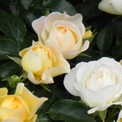 Popcorn Drift® Rose -Great Garden Plants Shop 4