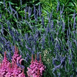 'Grosso' Lavender 12 'Grosso' Lavender -Great Garden Plants Shop 410 1184 popup sw