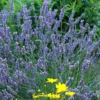'Grosso' Lavender