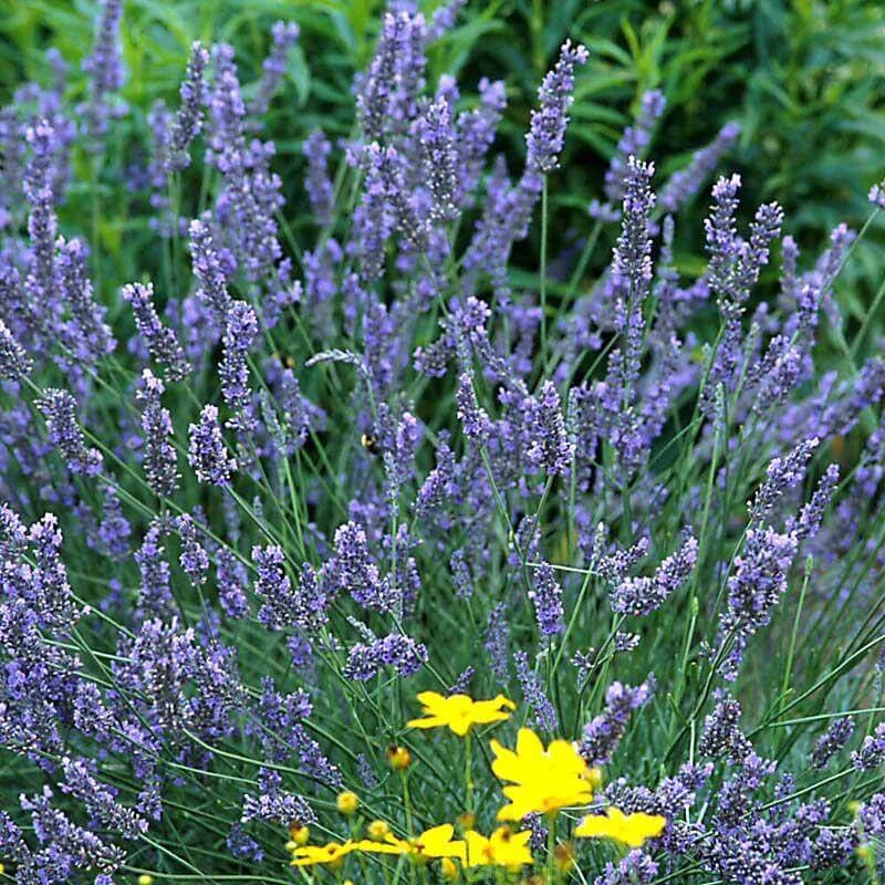 'Grosso' Lavender 1 'Grosso' Lavender
