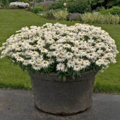 'Whoops-A-Daisy' Shasta Daisy -Great Garden Plants Shop 411 1297 popup sw