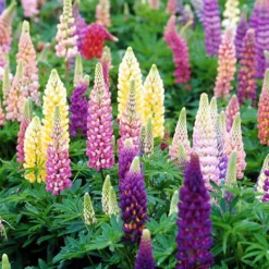 Great Garden Plants Shop 15 Lupine - Mixed Colors