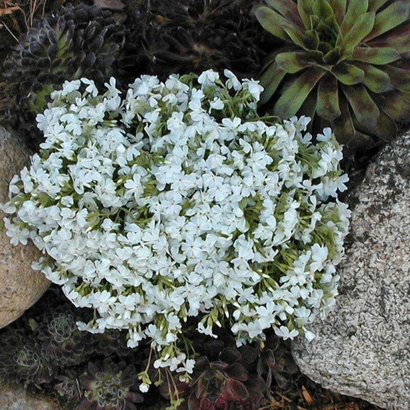 'Snowflake' Creeping Phlox 1 'Snowflake' Creeping Phlox