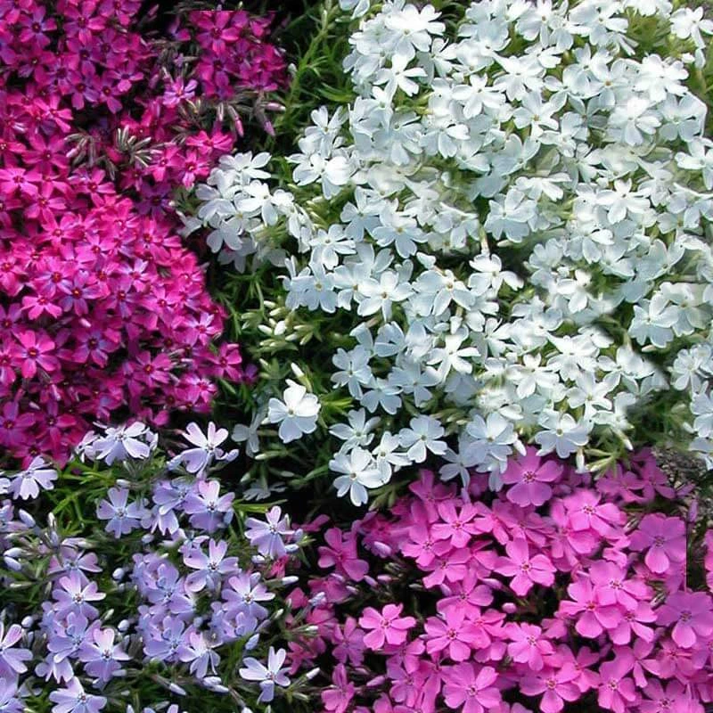 'Snowflake' Creeping Phlox 2 'Snowflake' Creeping Phlox - Image 2