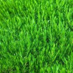 'Snowflake' Creeping Phlox 5 'Snowflake' Creeping Phlox -Great Garden Plants Shop 417 1315 popup sw