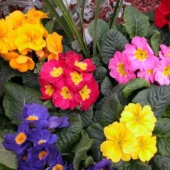 Crescendo® Mixed Primrose