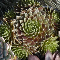 'Jeanne D'Arc' Hens & Chicks -Great Garden Plants Shop 429 1890 popup