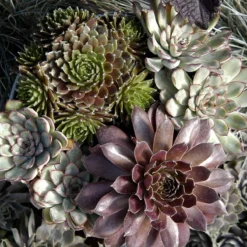 'Jeanne D'Arc' Hens & Chicks -Great Garden Plants Shop 429 1891 popup