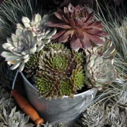 'Jeanne D'Arc' Hens & Chicks -Great Garden Plants Shop 429 1892 popup