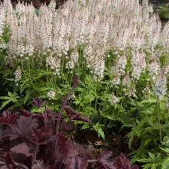 'Sugar & Spice' Foamflower -Great Garden Plants Shop 42 1475 popup