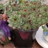 Mrs. Giuseppi Hens & Chicks