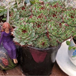 Mrs. Giuseppi Hens & Chicks
