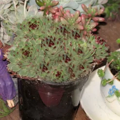 Mrs. Giuseppi Hens & Chicks -Great Garden Plants Shop 432 1610 popup