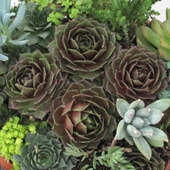 'Rocknoll Rosette' Hens & Chicks -Great Garden Plants Shop 435 1600 popup