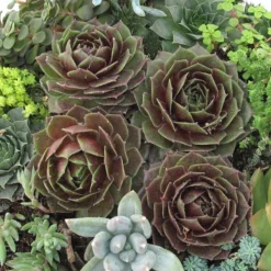 'Rocknoll Rosette' Hens & Chicks -Great Garden Plants Shop 435 1601 popup