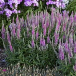 Magic Show® 'Pink Potion' Spike Speedwell 6 Magic Show® 'Pink Potion' Spike Speedwell -Great Garden Plants Shop 43a3b7a27fd4e4d1b3b17da66e5c1a78