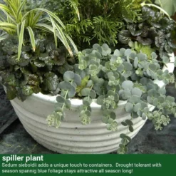 October Daphne Stonecrop -Great Garden Plants Shop 441 2400 popup sw