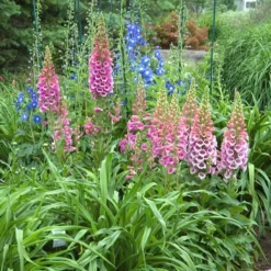 'Giant Shirley' Foxglove -Great Garden Plants Shop 446 1207 popup