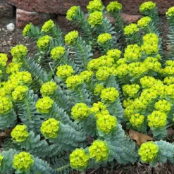 Donkey Tail -Great Garden Plants Shop 447 1209 popup