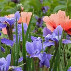 'Silver Edge' Siberian Iris -Great Garden Plants Shop 457 2257 popup