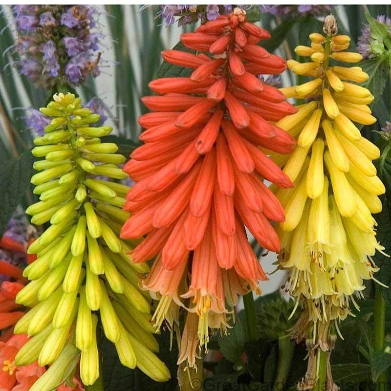 'Flamenco' Red Hot Poker 1 'Flamenco' Red Hot Poker