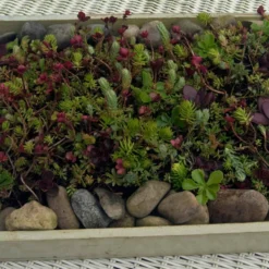 SedumSod® Mini Mats 6 SedumSod® Mini Mats -Great Garden Plants Shop 488 1580