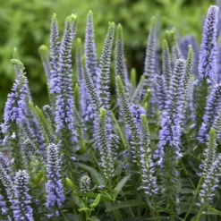 Magic Show® 'Ever After' Spike Speedwell
