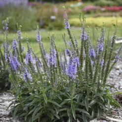 Magic Show® 'Ever After' Spike Speedwell 6 Magic Show® 'Ever After' Spike Speedwell -Great Garden Plants Shop 498Veronica EverAfter 3
