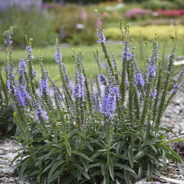 Magic Show® 'Ever After' Spike Speedwell 3 Magic Show® 'Ever After' Spike Speedwell - Image 3