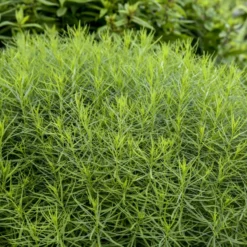 'String Theory' Bluestar -Great Garden Plants Shop 499Amsonia StringTheory 4