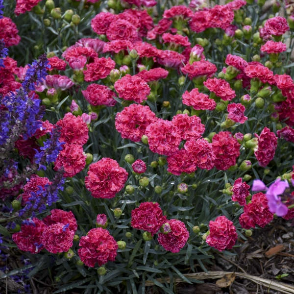 Fruit Punch® 'Raspberry Ruffles' Dianthus 2 Fruit Punch® 'Raspberry Ruffles' Dianthus - Image 2