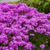 'Opening Act Ultrapink' Hybrid Phlox