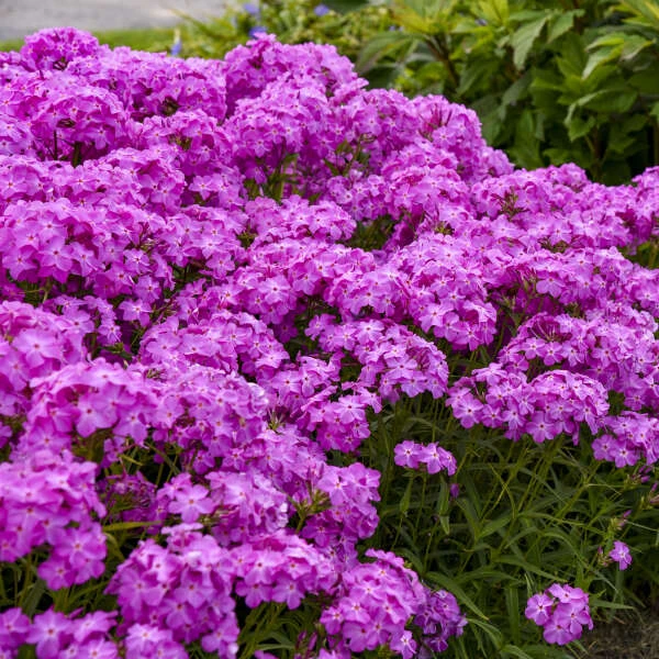 'Opening Act Ultrapink' Hybrid Phlox 1 'Opening Act Ultrapink' Hybrid Phlox