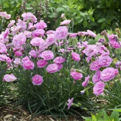 Fruit Punch® 'Sweetie Pie' Dianthus 6 Fruit Punch® 'Sweetie Pie' Dianthus -Great Garden Plants Shop 4c286a16d7dc6b236cd3f82900869979