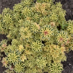 'Atlantis' Stonecrop -Great Garden Plants Shop 5056f02e9a561759672bee380943a21a