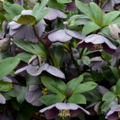 Honeymoon® Vegas Nights Lenten Rose 5 Honeymoon® Vegas Nights Lenten Rose -Great Garden Plants Shop 506Helleborus VegasNights 3