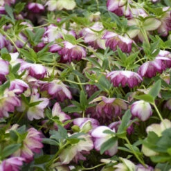 Wedding Party® Blushing Bridesmaid Lenten Rose -Great Garden Plants Shop 507Helleborus BlushingBridesmaid 3