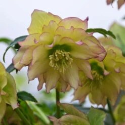Wedding Party® First Dance Lenten Rose 7 Wedding Party® First Dance Lenten Rose -Great Garden Plants Shop 508Helleborus FirstDance 4