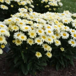 Amazing Daisies® 'Banana Cream II' Shasta Daisy 6 Amazing Daisies® 'Banana Cream II' Shasta Daisy -Great Garden Plants Shop 509Leucanthemumsuperbum BananaCreamII 1
