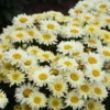 Amazing Daisies® 'Banana Cream II' Shasta Daisy