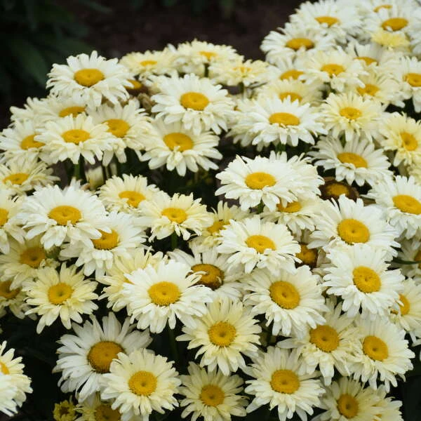 Amazing Daisies® 'Banana Cream II' Shasta Daisy 1 Amazing Daisies® 'Banana Cream II' Shasta Daisy