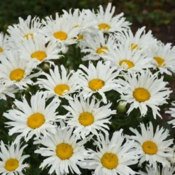 Amazing Daisies® 'Spun Silk' Shasta Daisy