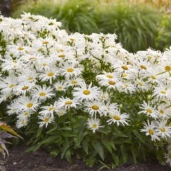 Amazing Daisies® 'Spun Silk' Shasta Daisy 7 Amazing Daisies® 'Spun Silk' Shasta Daisy -Great Garden Plants Shop 510Leucanthemumsuperbum SpunSilk 3