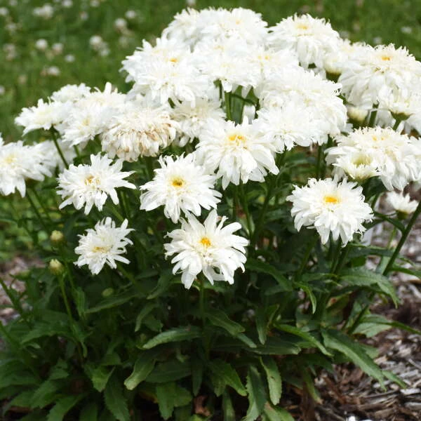 Amazing Daisies® 'Marshmallow' Shasta Daisy 2 Amazing Daisies® 'Marshmallow' Shasta Daisy - Image 2