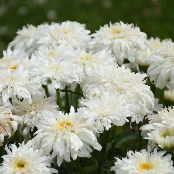 Amazing Daisies® 'Marshmallow' Shasta Daisy 3 Amazing Daisies® 'Marshmallow' Shasta Daisy - Image 3